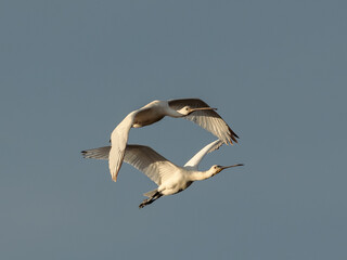 Eurasian spoonbill (Platalea leucorodia). Birds in flight.