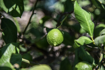 Grüne Zitrone am Zitronenbaum
