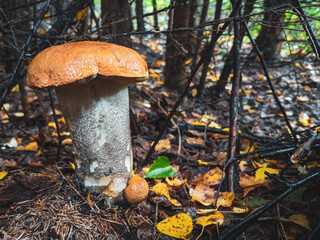 Koźlarz czerwony © Sebastian