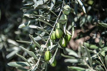 Grüne Oliven am Olivenbaum