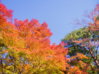 晴天の日の紅葉　秋イメージ