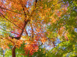 逆光に映える紅葉　秋イメージ