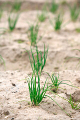 Fototapeta premium Daily life.