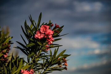 Blumen