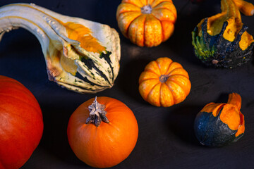 Pumpkins and Squash Closeup Fall Autumn October Seasonal Collage Black and Orange 