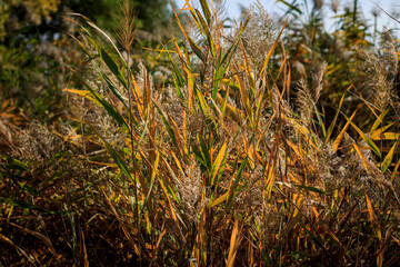 Reed yellowed on a sunny day against the background of wild plants
