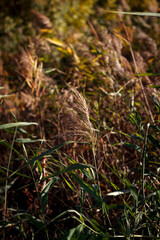 Green reed on a sunny day against the background of wild plants