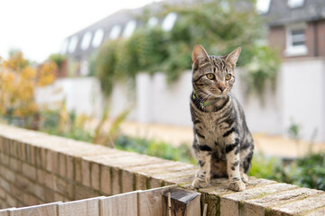 cat on the roof