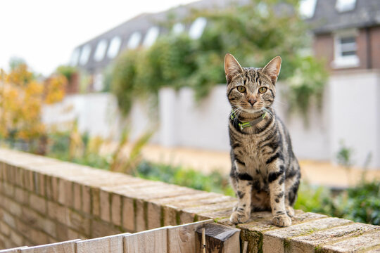cat on the fence