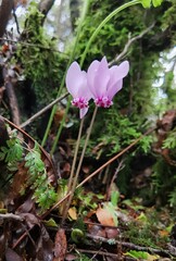 cyclamen in the forest pink  afrer rain
