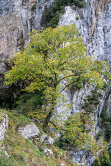 &Aacute;rvore na encosta