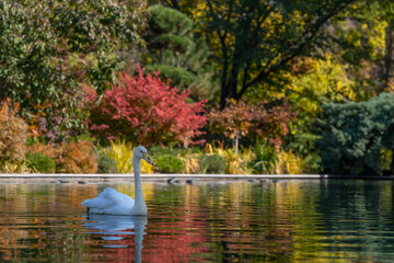 A swan swims in a city pond on an autumn day