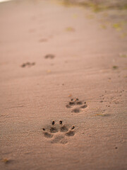 Dog footprints along a sandy wet beach, happy animals concept