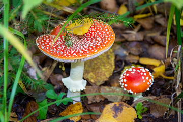Amanita mushrooms. Poisonous mushrooms grow in the grass in the forest.