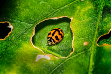 Close up of a ladybug on a leaf