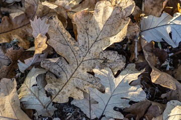 Landscapes of Texas Hill Country in the fall, autumn, season changing, outdoors, river, camping