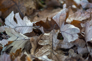 Landscapes of Texas Hill Country in the fall, autumn, season changing, outdoors, river, camping
