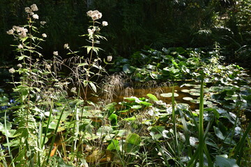 Jardin d'eau en été