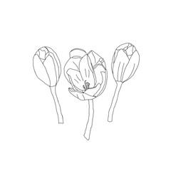 Black Vector illustration of a group of crocus flowers isolated on a white background