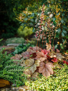 Red heuchera and evergreen plants in garden.