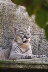 The predatory animal cougar lies in the zoo enclosure.