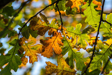 Landscapes of Texas Hill Country in the fall, autumn, season changing, outdoors, river, camping