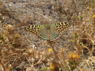 Mariposa pandora (Argynnis pandora) con las alas desplegadas