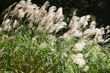 Graminées argentées au jardin