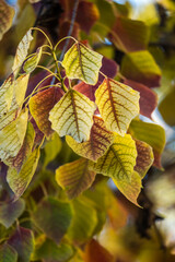 Landscapes of Texas Hill Country in the fall, autumn, season changing, outdoors, river, camping