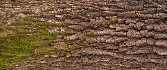 Embossed texture of the bark of oak. Panoramic photo of the oak texture with moss.