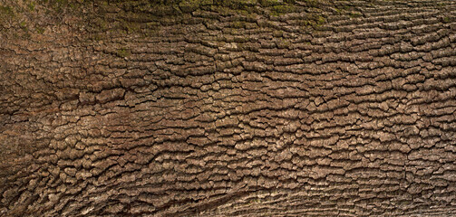 Embossed texture of the bark of oak. Panoramic photo of the oak texture with moss. - obrazy, fototapety, plakaty
