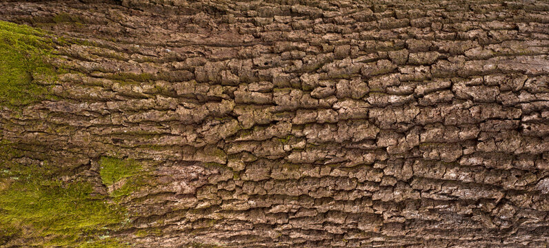 Embossed texture of the bark of oak. Panoramic photo of the oak texture with moss.
