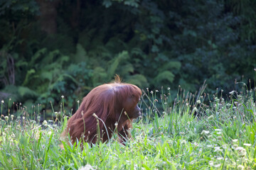 Orangutan in a meadow