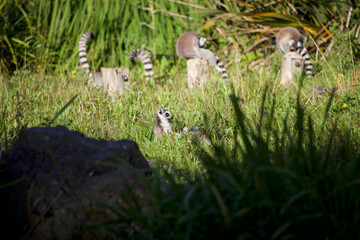Naklejka na ściany i meble Ring-Tailed Lemurs 