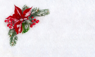 Naklejka na ściany i meble Christmas decoration. Flower of red poinsettia, twigs christmas tree and red berries covered snow on snow with space for text. Top view, flat lay
