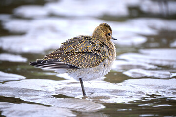 Pluvialis apricaria (chorlito dorado europeo)