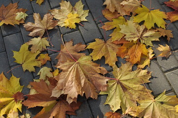 Naklejka na ściany i meble Maple leaves. Background, yellow and red maple leaves on paving stones. Autumn.