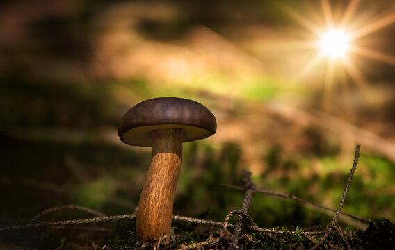Pilz am Waldboden in der Abendsonne