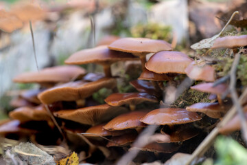 mushrooms in the forest