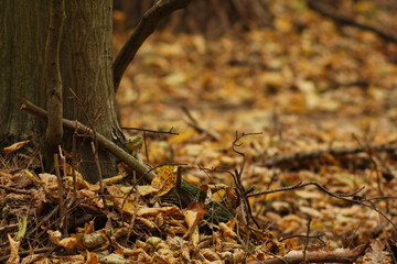 Jesienny motyw w lesie, żółte liście na glebie. Rezerwat 