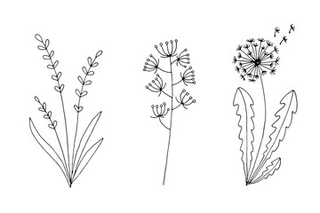Silhouette of herbs and flowers. Dandelion.  Drawn plants in one line. Set vector stock illustration. Botanical elements for decoration, sketch. Doodle.