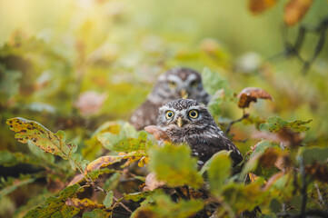 Two little owls (Athene noctua) sitting on tree. Autumn forest in background. Little owl portrait. Owl sitting on branch. Owl on tree.