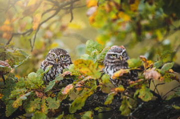 Two little owls (Athene noctua) sitting on tree. Autumn forest in background. Little owl portrait. Owl sitting on branch. Owl on tree.