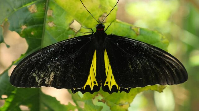 Golden birdwing butterfly in a wild nature. Troides aeacus.