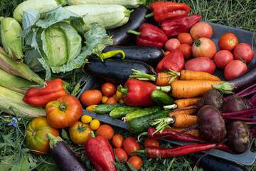 Harvest of vegetables