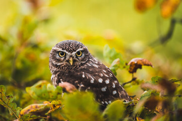 Little owl (Athene noctua) sitting on dry autumn tree. Autumn forest in background. Little owl portrait. Owl sitting on branch. Owl on tree.