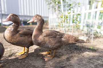 Ducks in a pen