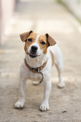 dog portrait near the house
