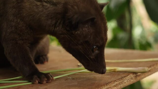 Luwak on a bench at tanah lot temple in bali. Luwaks are animals used to produce a gourmet Luwak coffee. Civet cat on the coffee plantation in Indonesia. (Paradoxurus hermaphroditus). Kopi Luwak.
