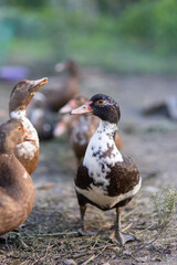 Ducks in a pen